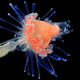 Image for article titled Parasites, deadly bugs and fungi are more beautiful than you could possibly imagine